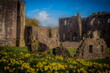 © robertharding - Spring sunshine highlights ruins and daffodils at Furness Abbey in Barrow In Furness, Cumbria