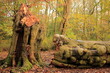 © robertharding - Strong winds cause tree damage at Conishead Priory in Ulverston, Cumbria during stormy weather