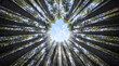 © Vinn H - Low angle view looking up at tall pine trees converging in a circle against a blue sky with sunbeams.