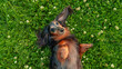 © Sergey Bogomyako - Saint-Petersburg, Russia - June 30 2026, close-up view of a cheerful long-haired dachshund lying on green grass, at daytime, St. Petersburg, Russia