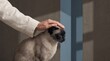 © BlackBridge Media - Hand Petting Siamese Cat with Affection and Care