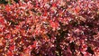 © Leszczu - Vibrant red barberry bush leaves pattern in sunny day. Natural background texture of thunberg barberry shrub with bright crimson foliage in springtime garden.