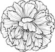 © ennona - Blooming garden poppy flower head with many petals. Summer plant. Vector botanical illustration in hand drawn sketch doodle style. Line art graphic isolated on white. Design for coloring book print