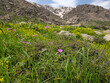 © Hawraman83 - Spring wildflowers blooming across a green mountain meadow with rocky snow-covered peaks beneath a partly cloudy sky.📍 Hawraman Takht, Kurdistan, Iran