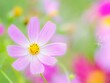 © STOCK THE WORLD - ピンクの花。カラフルな花畑。花びらの重なりのボケ。秋の公園や花壇を彩るコスモスのある風景。コピースペース