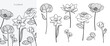 © babeer - Hand drawn flower bouquet line element vector. Collection of foliage, leaves branch, wildflower, poppy, peony, eucalyptus. Spring blossom illustration design for logo, wedding, tattoo, decor.