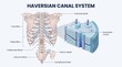 © universal Stockist - Detailed Anatomical Illustration of the Human Skeletal Structure and the Microscopic Haversian Canal Bone System