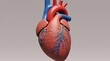© Leonardo - Primer plano de un modelo anatómico en 3D de un corazón humano, con vasos sanguíneos y cavidades detallados