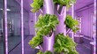 © Clodestack - Vertical indoor farm with green lettuce under purple led grow lights