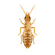 © Alex - Flat 2D Termite vector illustration, icon graphic on white background