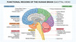 © Putarc - Detailed vector diagram mapping anatomical functions and sections of the human brain
