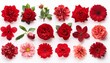 © Karina - selection of various red flowers isolated on white background
