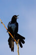 © Michael Redmer© - Male Boat-tailed Grackle, Quiscalus major, singing from a perch