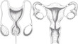 © StockMingle - Diagrama anatómico que muestra el sistema reproductor femenino y los órganos internos en un estilo vintage