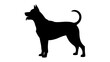 © CREATIVIT.XO - Dog silhouette standing alert with tongue out during studio shoot with clear concept