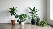 © BISO - minimal empty room white wall potted plants floor