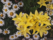 © illustrissima - Hemerocallis, Stella de Oro, Hyperion, Corky and garden daisies top view