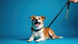© miss irine - Happy dog on leash smiles against blue backdrop. This playful pup is ready for walkies and adventure. Loyal companion with energetic personality.