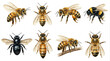 © Yudooo - A captivating collection of hand-drawn bee illustrations, showcasing a diverse array of species from the detailed honeybee to the fuzzy bumblebee, presented on a clean background