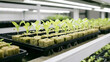 © Maxim - Seedlings growing in a hydroponic farm. indoor vertical farming and agriculture. sustainable food