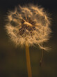 © Mateusz - A delicate dandelion seed head with several seeds blowing away in the wind. The focus is on the fluffy structure of the seeds and the stem