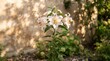 © musgraphy - Close-up of a white lily flower blooming in natural sunlight.