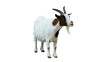 © Jahid - A white and brown goat standing on white background with livestock agriculture domestic creature ruminant farmyard pastoral wildlife mammalian standing