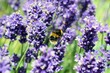 © Gemma - Bumblebee collecting nectar from blooming lavender flowers