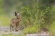 © Thomas Hinsche/imageBROKER - European hare (Lepus europaeus) Flowering meadow as habitat, foraging on a country lane, open landscape, hare's ears, Easter hare, Saxony-Anhalt, Germany