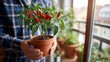 © Sinechana - 86.Man standing by sunny window holding potted red hot chili pepper plant, balcony garden visible in soft background, natural daylight streaming through glass, vibrant ripe peppers hanging from green