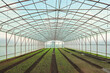 © khmelev - Rows of young plants growing inside a large greenhouse structure under a clear sky