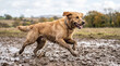 © Angavlan - Active retriever running through muddy field with joyful expression. Retriever playfully splashes in mud while exploring open space. Concept pet photography for animal lovers and social media posts.