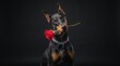 © Naseem - Doberman holding a red rose in its mouth. Elegant dog with a flower accessory, studio shot with dark background.