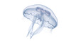 © Sapphire - Translucent jellyfish with delicate tentacles floating in clear water