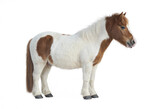 Full body side view of a brown and white pony standing isolated on white background