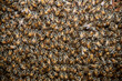 © Flavio - Abelhas Apis mellifera na entrada de colmeia durante atividade de polinização