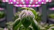 © PixelVoyage - Fresh green basil leaves growing under purple LED indoor grow lights