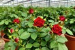 © miss irine - Small red spray roses bloom in brown pots inside professional greenhouse. Rich green leaves grow on stems with many flower buds. Potted plants cultivate for floral shop market sale. Organic nature