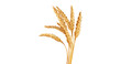 © Design Zone - An ear of wheat isolated on transparent or white background, png
