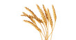 © Design Zone - An ear of wheat isolated on transparent or white background, png