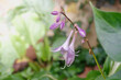 © Henryk Niestrój - Delikatne fioletowe kwiaty hosty (Hosta) w ogrodzie. Makrofotografia rośliny w naturalnym świetle. Idealne tło do projektów przyrodniczych, ekologicznych i florystycznych.
