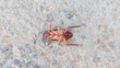 © Maule - High angle view of a dead cockroach lying upside down on a concrete floor, concept for pest control, extermination, hygiene, and insect infestation.