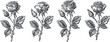 © Purple_Lamp - vintage rose botanical illustration set with blooming flower and leaf details