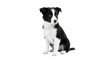 © Sapphire - Adorable black and white Border Collie puppy sitting attentively on a clean white background