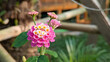 © Maule - Close up of blooming pink and yellow lantana camara flowers in a natural garden with soft bokeh background.