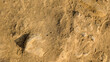 © Maule - Top view of fine brown sand and dry soil surface texture illuminated by warm natural sunlight.