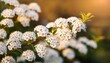 © Lucas - Blooming Spirea Spiraea Hypericifolia Many White Spirea Flowers Form A Magnificent Spring Background