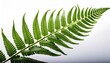 © Harper - A Lush Fern Frond Glistening With Morning Dew A Vibrant Symbol Of Natures Renewal Against A Bright White Backdrop Isolated On Transparent Background