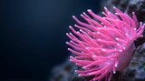 Vibrant pink sea anemone tentacles underwater with blurred dark background