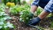© Bussakon - A person wearing gloves plants a young green seedling into rich soil beside a black irrigation tube in an outdoor garden bed